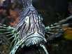 Eröffnung Aquarium Cala Gonone