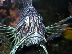Eröffnung Aquarium Cala Gonone
