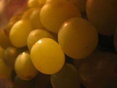 Vermentino