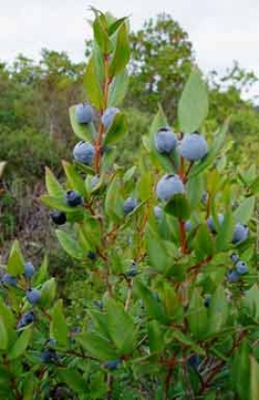 Mirto in Sardinien