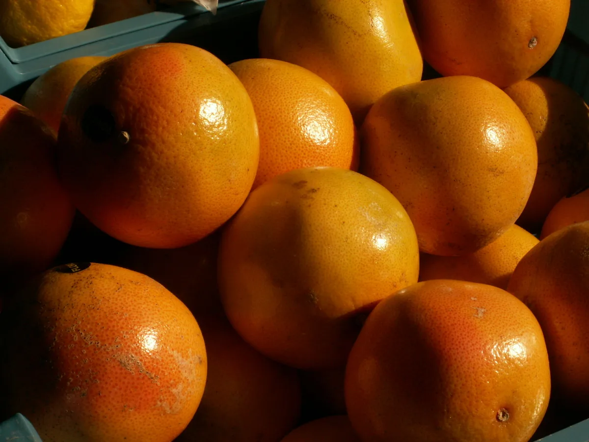 Orangen auf Sardinien